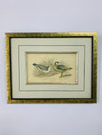 Grey Phalarope vintage bird print