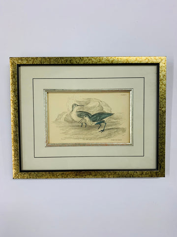 Purre Or Dunlin vintage bird print
