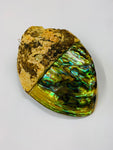 Large Fiordland polished Paua shell