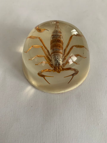 Vintage Scorpion paperweight