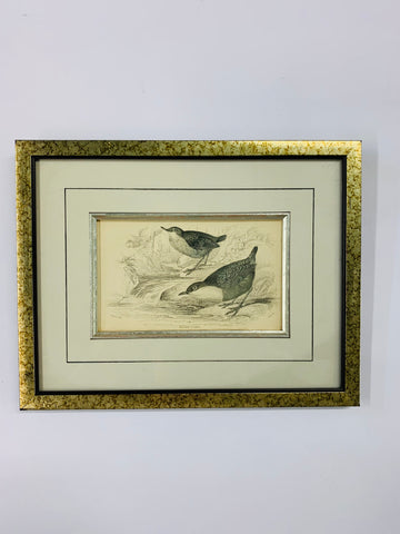Water Ouzel vintage bird print