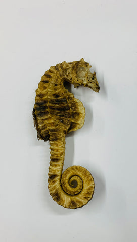 Old dried seahorse